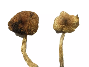 Lizard King Magic Mushrooms for sale