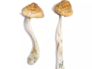 McKennaii Magic Mushrooms for sale online