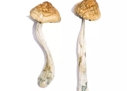 McKennaii Magic Mushrooms for sale online