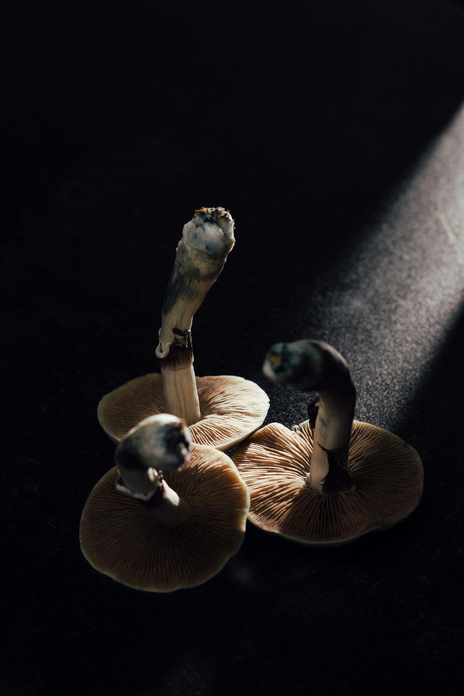 brown mushrooms on black surface